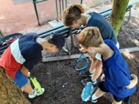 Eierlegende Nacktschnecke